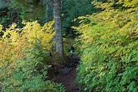 Charlotte hiking through the greenery.jpg