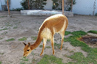 Vicuna