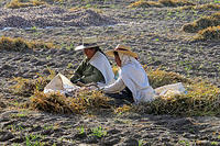 Working in the mid-day sun