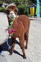 Hi I'm a baby alpaca, or maybe a llama, I'm not sure