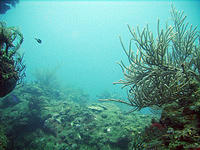 More diving scenery.jpg