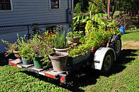 My Aunt Hugette's veggie garden.jpg