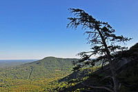 Tree at the top of chimney rock.jpg