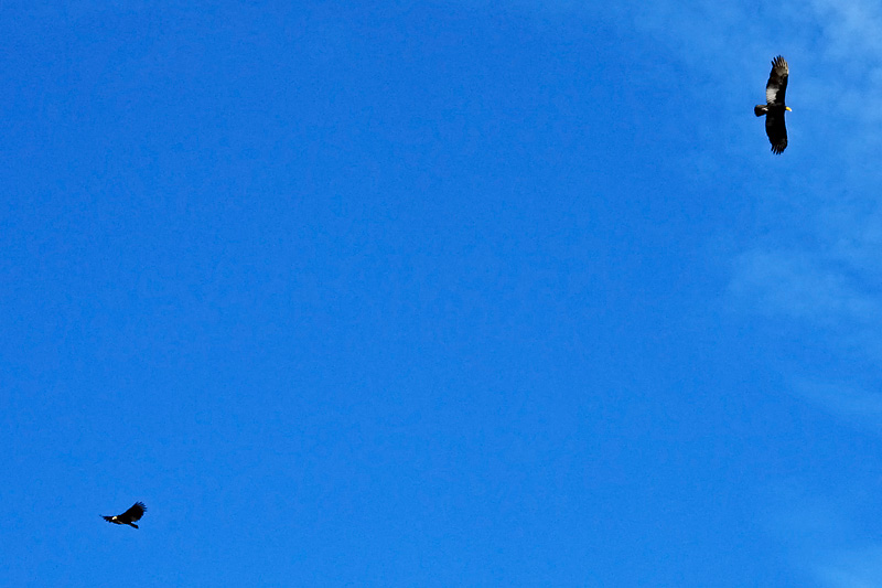 Birds.jpg